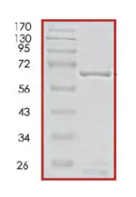 SDS-PAGE - Recombinant human PBK/SPK protein (AB85275)