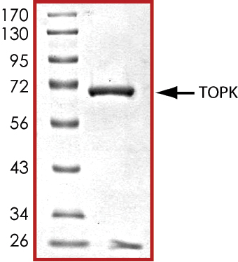 SDS-PAGE - Recombinant human PBK/SPK protein (AB85275), expandable thumbnail