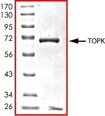 SDS-PAGE - Recombinant human PBK/SPK protein (AB85275)