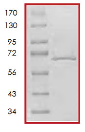 SDS-PAGE - Recombinant human PBK/SPK protein (GST tag N-Terminus) (AB70619)