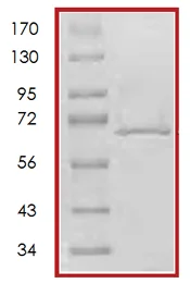 SDS-PAGE - Recombinant human PBK/SPK protein (GST tag N-Terminus) (AB70619)