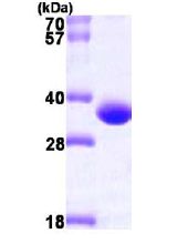 SDS-PAGE - Recombinant Human PBLD protein (His tag N-Terminus) (AB101217)