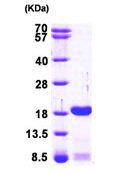 SDS-PAGE - Recombinant Human PC4 protein (His tag N-Terminus) (AB95890)