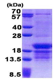 Recombinant Human PCBP1 protein