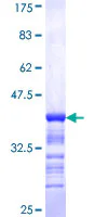 SDS-PAGE - Recombinant Human PCBP2/hnRNP E2 protein (GST tag N-Terminus) (AB152593)