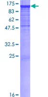 SDS-PAGE - Recombinant Human PCDHAC2 protein (GST tag N-Terminus) (AB163332)
