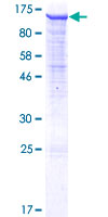 Recombinant Human PCDHGB2 protein