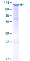 SDS-PAGE - Recombinant Human PCDHGB2 protein (GST tag N-Terminus) (AB163309)