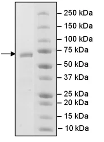 SDS-PAGE - Recombinant Human PCGF6 protein (GST tag N-Terminus) (AB198485)