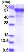 SDS-PAGE - Recombinant Human PCID2 protein (denatured) (AB183221), expandable thumbnail