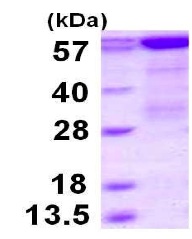 SDS-PAGE - Recombinant Human PCK1/PEPC protein (AB119469)