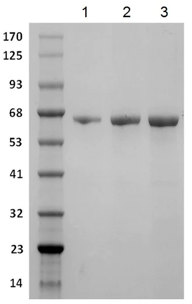 SDS-PAGE - Recombinant human PCK1/PEPC protein (Active) (AB229508)
