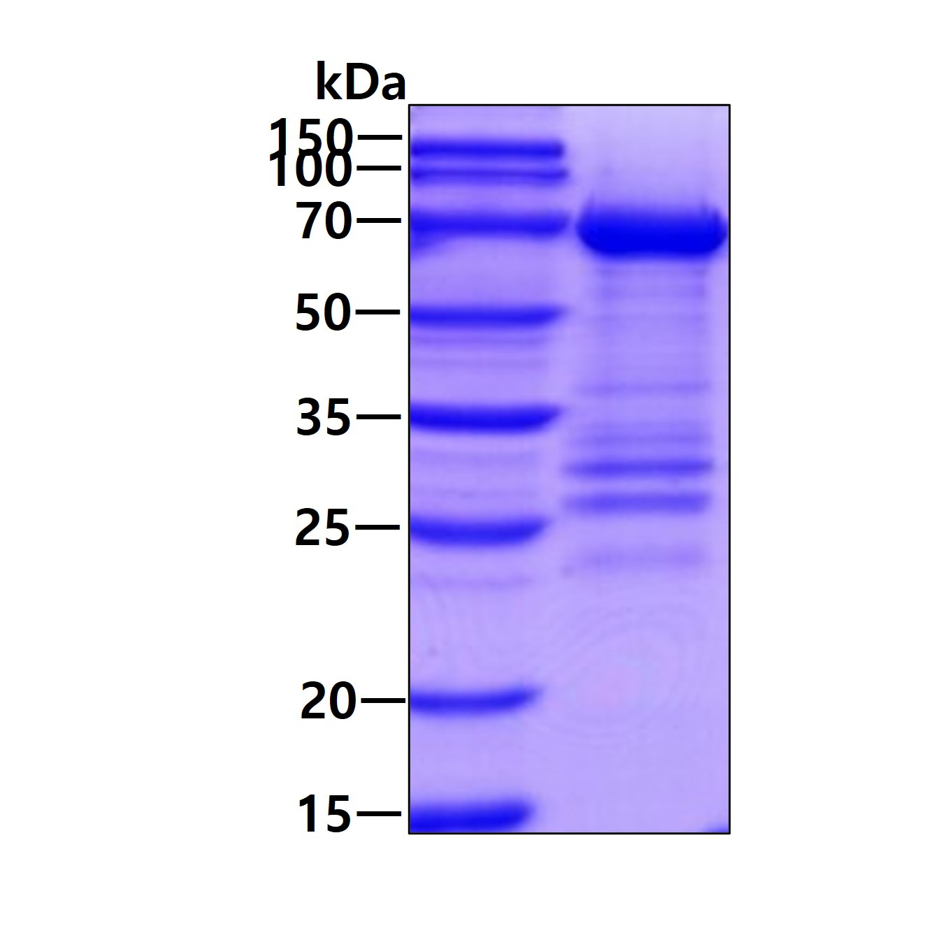 SDS-PAGE - Recombinant Human PCK1/PEPC protein (His tag N-Terminus) (AB119469)