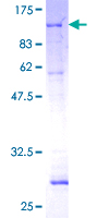 SDS-PAGE - Recombinant Human PCK2 protein (GST tag N-Terminus) (AB132473)