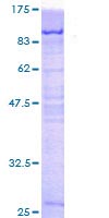 SDS-PAGE - Recombinant Human PCM1 protein (GST tag N-Terminus) (AB114699)