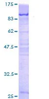 SDS-PAGE - Recombinant Human PCM1 protein (GST tag N-Terminus) (AB114699)