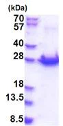 SDS-PAGE - Recombinant Human PCMTD1 protein - BSA and Azide free (His tag N-Terminus) (AB174387)