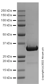 SDS-PAGE - Recombinant Human PCNA protein (His tag) (AB307191)