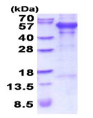 SDS-PAGE - Recombinant Human PCOLCE protein (denatured) (His tag N-Terminus) (AB202191)