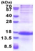 SDS-PAGE - Recombinant Human PCP4L1 protein - BSA and Azide free (AB174388), expandable thumbnail