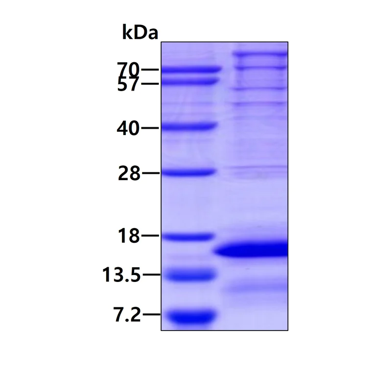 SDS-PAGE - Recombinant Human PCP4L1 protein - BSA and Azide free (AB174388)