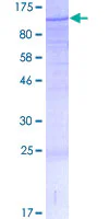 SDS-PAGE - Recombinant Human PCQAP / MED15 protein (GST tag N-Terminus) (AB162600)
