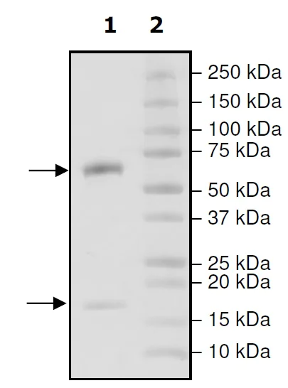 SDS-PAGE - Recombinant human PCSK9 (mutated D374T) protein (Active) (Biotin) (AB271652)