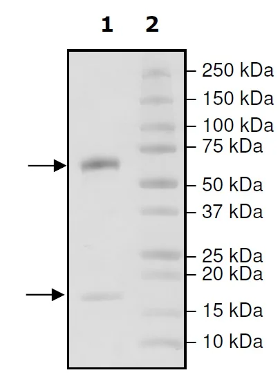 SDS-PAGE - Recombinant human PCSK9 (mutated D374T) protein (Active) (Biotin) (His tag C-Term + Avi tag C-Term) (AB271652)