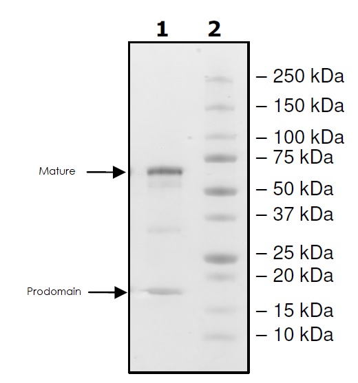 SDS-PAGE - Recombinant human PCSK9 protein (Active) (Biotin) (AB271653), expandable thumbnail