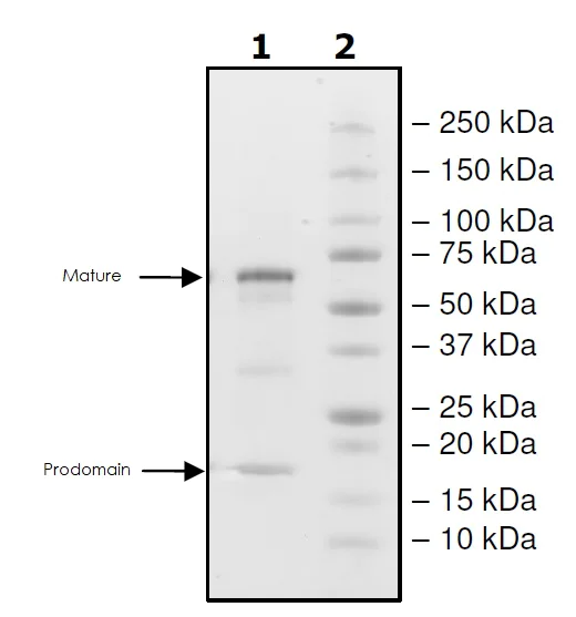 SDS-PAGE - Recombinant human PCSK9 protein (Active) (Biotin) (AB271653)