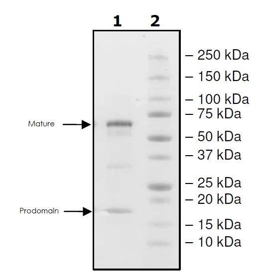 SDS-PAGE - Recombinant human PCSK9 protein (Active) (Biotin) (His tag C-Terminus + Avi tag C-Terminus) (AB271653)