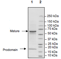 SDS-PAGE - Recombinant human PCSK9 protein (Biotin) (AB198753), expandable thumbnail