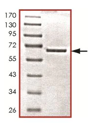 SDS-PAGE - Recombinant Human PCTAIRE1 protein (AB125552)