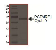 SDS-PAGE - Recombinant human PCTAIRE1 protein (Active) (AB177586)