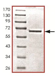 SDS-PAGE - Recombinant Human PCTAIRE1 protein (GST tag N-Terminus) (AB125552)