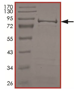 SDS-PAGE - Recombinant Human PCTAIRE2 protein (AB190412)