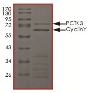 SDS-PAGE - Recombinant human PCTAIRE3 + Cyclin Y protein (Active) (AB268840)