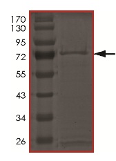SDS-PAGE - Recombinant Human PCTAIRE3 protein (AB179959)