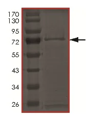 SDS-PAGE - Recombinant Human PCTAIRE3 protein (AB179959)