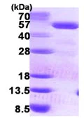 SDS-PAGE - Recombinant Human PCYT2 protein (His tag N-Terminus) (AB123157)