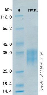 SDS-PAGE - Recombinant Human PD-1 Protein Standard (His tag) (AB319988), expandable thumbnail