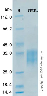SDS-PAGE - Recombinant Human PD-1 Protein Standard (His tag) (AB319988)