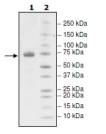 SDS-PAGE - Recombinant Human PD-L1 (mutated A121Q) protein (Biotin) (Fc tag C-Terminus + Avi tag C-Terminus) (AB271689)
