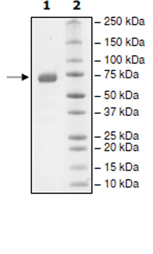 SDS-PAGE - Recombinant Human PD-L1 (mutated D122A) protein (Biotin) (Fc tag C-Terminus + Avi tag C-Terminus) (AB271690)