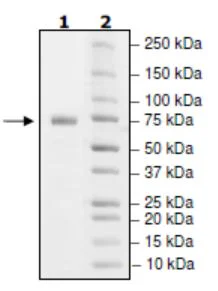 SDS-PAGE - Recombinant Human PD-L1 (mutated D26A) protein (Biotin) (Fc tag C-Terminus + Avi tag C-Terminus) (AB271691)