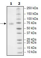 SDS-PAGE - Recombinant Human PD-L1 (mutated F19A) protein (Biotin) (Fc tag C-Terminus + Avi tag C-Terminus) (AB271692)