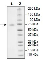 SDS-PAGE - Recombinant Human PD-L1 (mutated F19A) protein (Tagged) (Biotin) (AB271692)