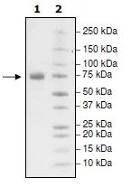 SDS-PAGE - Recombinant Human PD-L1 (mutated I54A) protein (Biotin) (Fc tag C-Terminus + Avi tag C-Terminus) (AB271695)