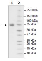 SDS-PAGE - Recombinant Human PD-L1 (mutated I54A) protein (Tagged) (Biotin) (AB271695), expandable thumbnail