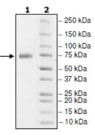 SDS-PAGE - Recombinant Human PD-L1 (mutated K124A) protein (Biotin) (Fc tag C-Terminus + Avi tag C-Terminus) (AB271697)